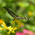 zebra butterfly